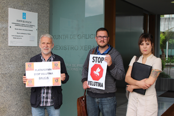 STOP Velutina