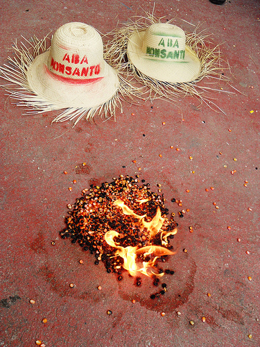 MONSANTOHAITI