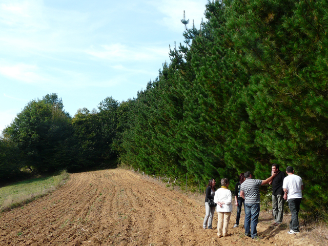 Forestación ilegal 1