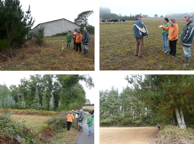 Forestacións ilegais en Castroverde