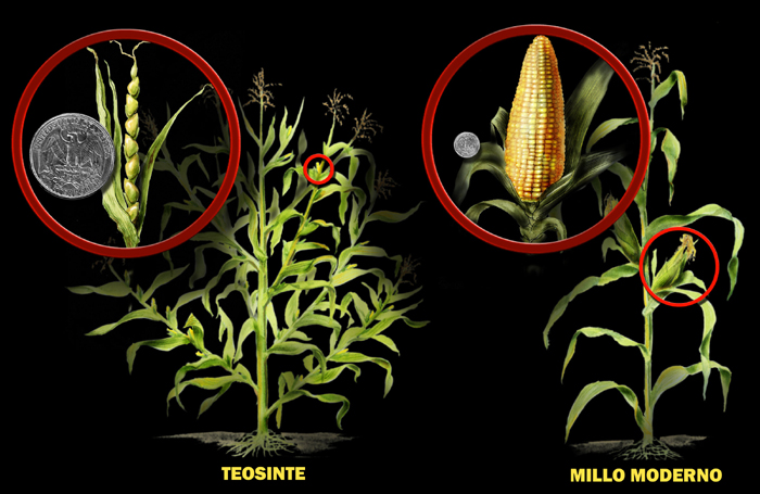 Teosinte