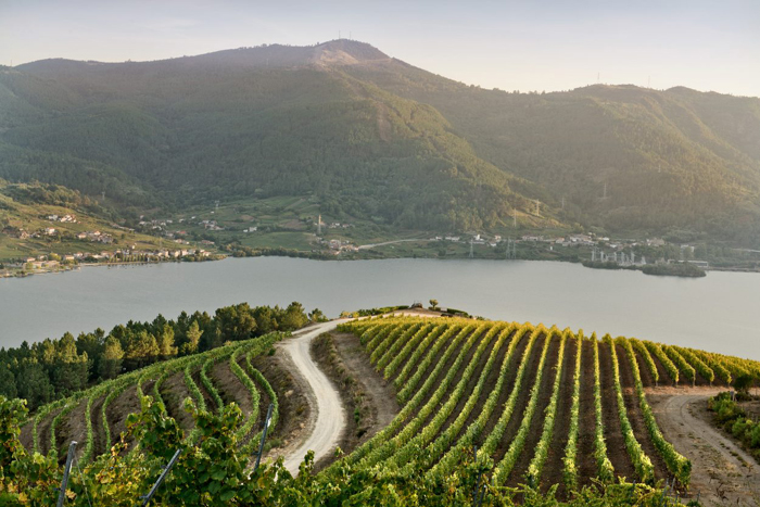 Viñedos Ribeiro