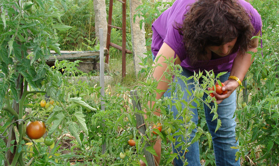 Muller recollendo tomates