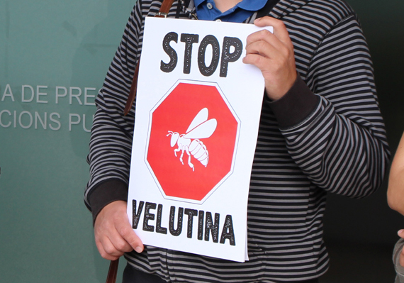 Plataforma STOP Velutina