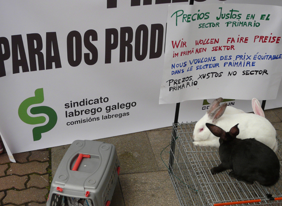 Concentración cunícola