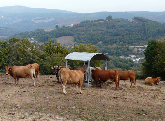 Vacas en Vilar de Ousón