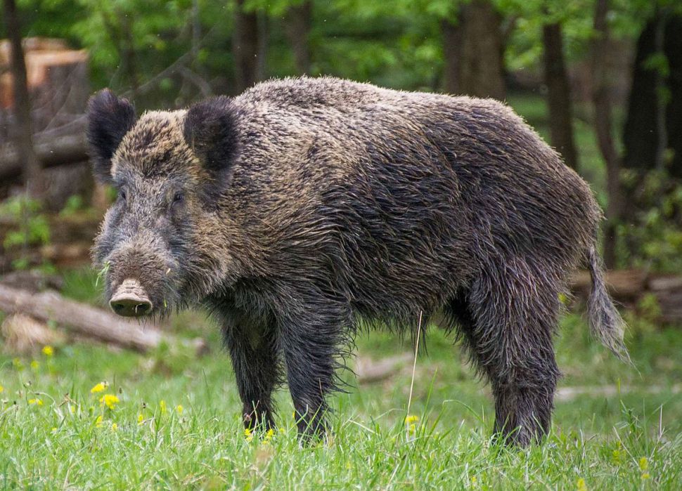 Xabaril