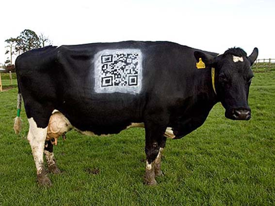 Vaca dixitalizada