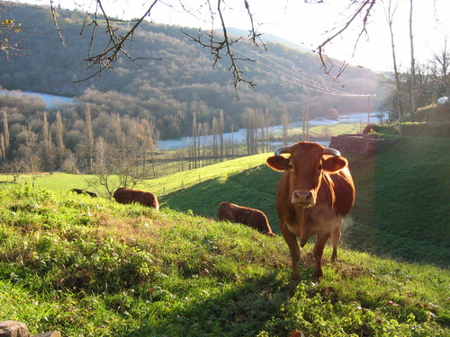 Rubia Galega