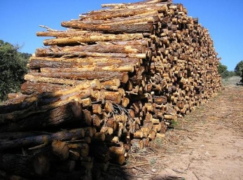 Troncos de eucalipto
