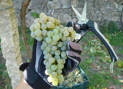 Uvas