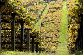 Albariño