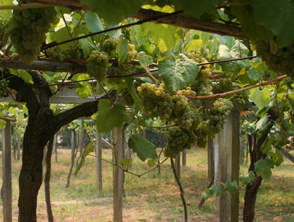 Albariño
