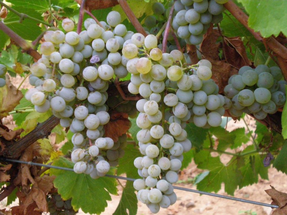 Uvas