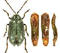 Altica Quercetorum