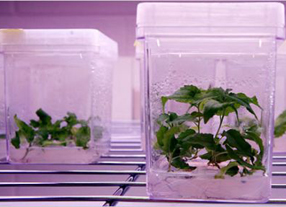 Arbores transxenicas