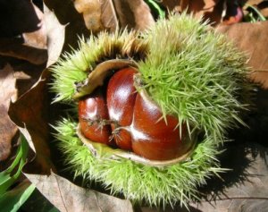 castanha