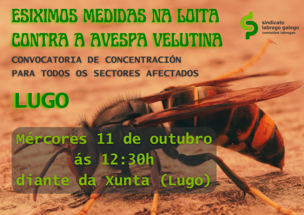 CartazVelutinaLugo