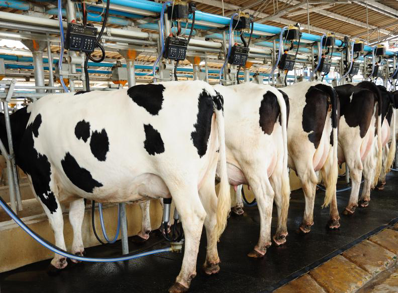 Vacas frisoas