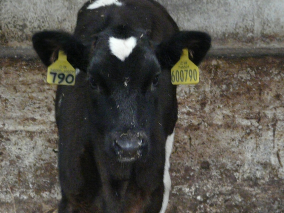 Xato cos crotais de identificación