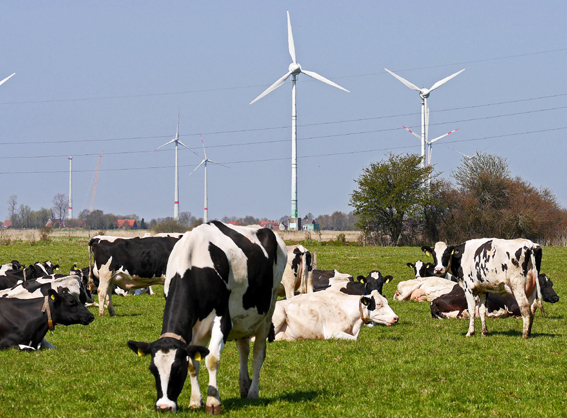 Vacas en parque eólico