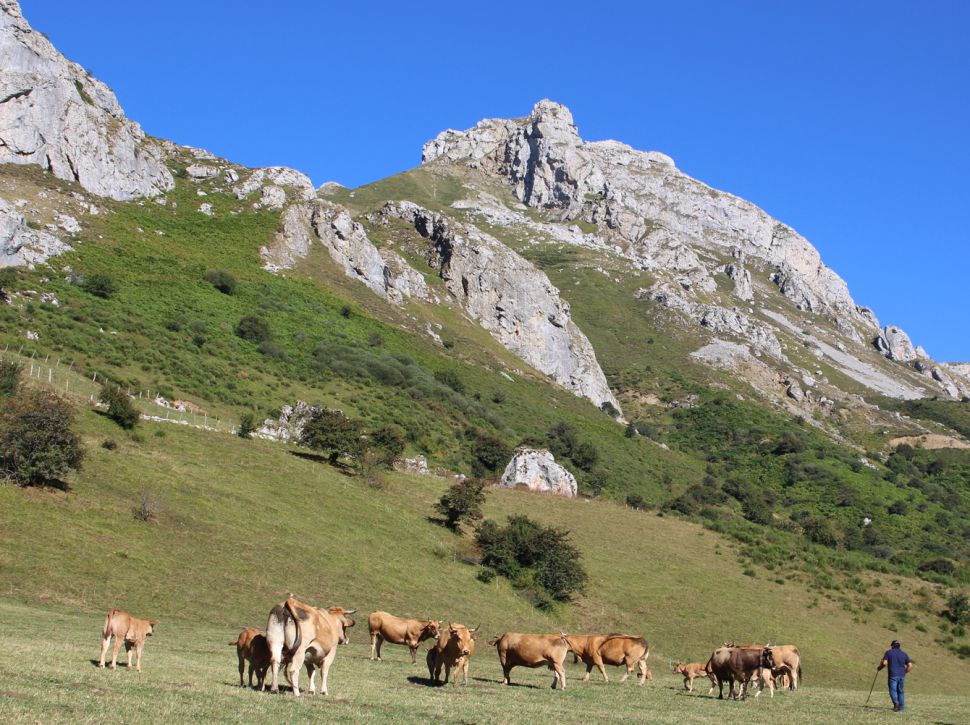 Vacas no monte