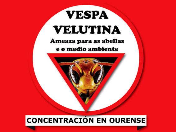 Manifestación velutina Ourense