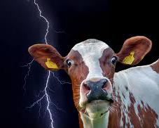 Vaca en treboada