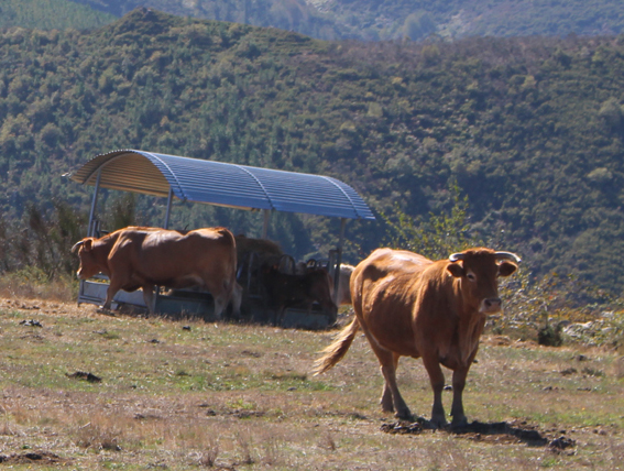 A Carqueixa