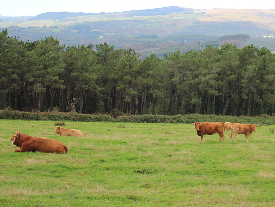 Vacas de carne