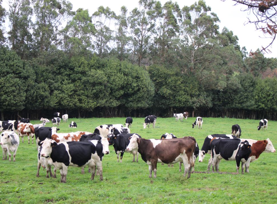 Vacas