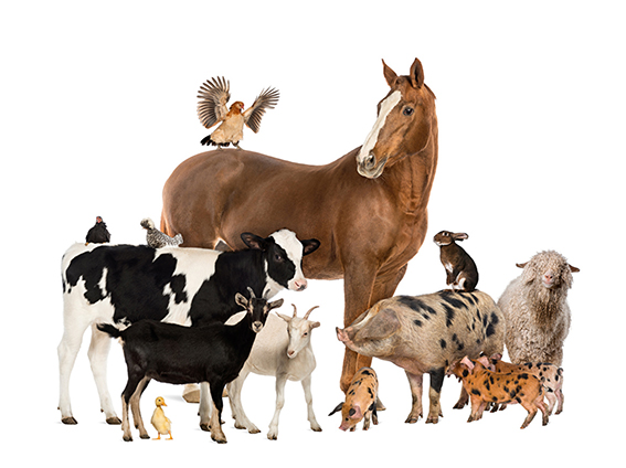 Animais de granxa