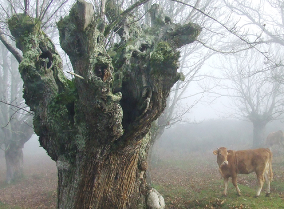 Vaca no monte