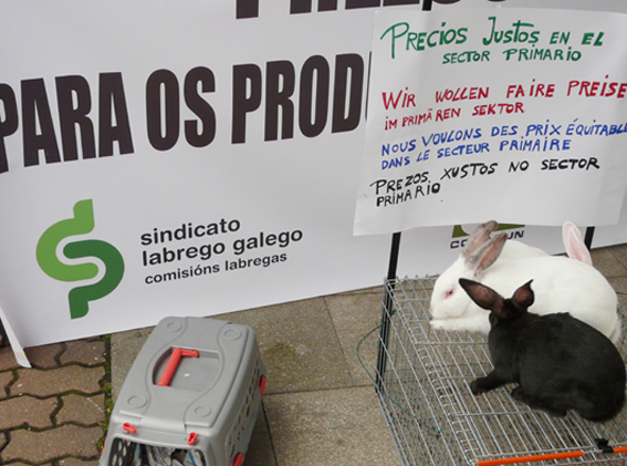 Concentración cunícola