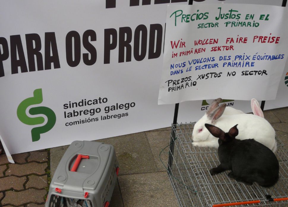 Concentración cunicola