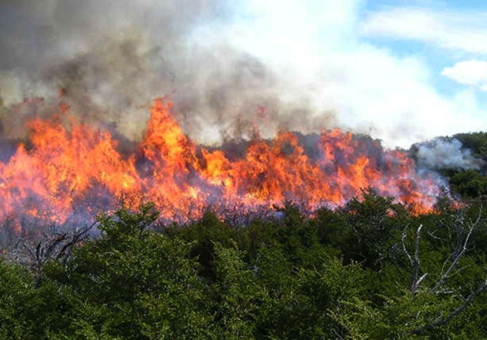 Incendio forestal