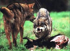 Danos causados pola fauna salvaxe