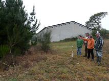 Forestacións ilegais