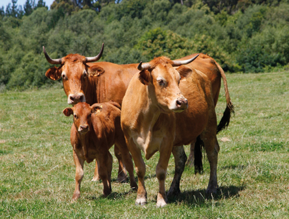 Vacas rubias