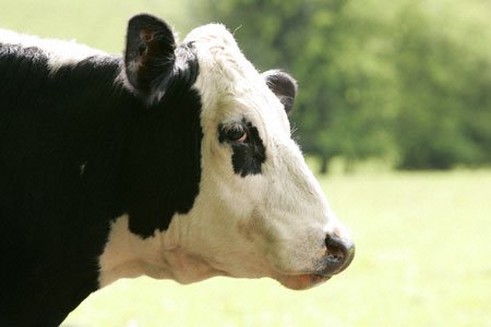 Vaca