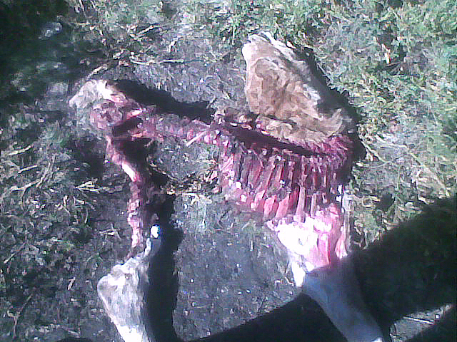 Becerro morto