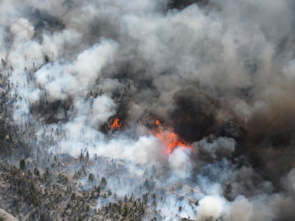 Lume forestal