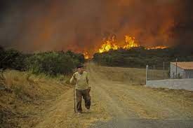 Lume forestal