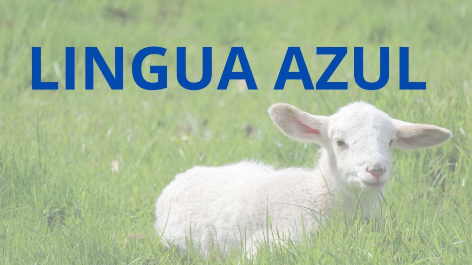 Lingua azul