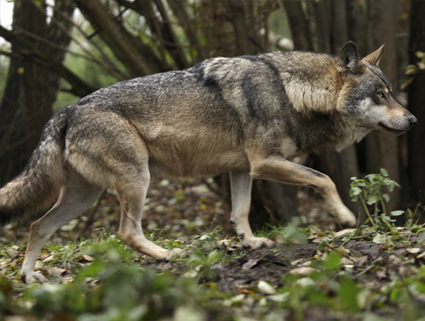 Lobo