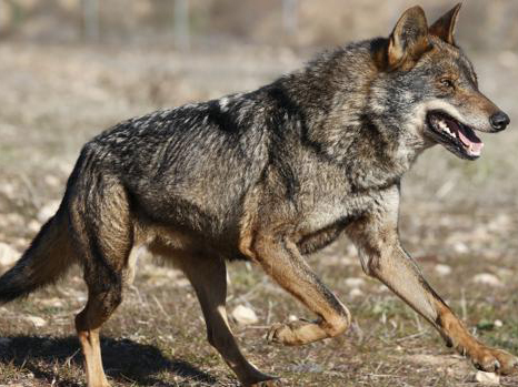 Lobo