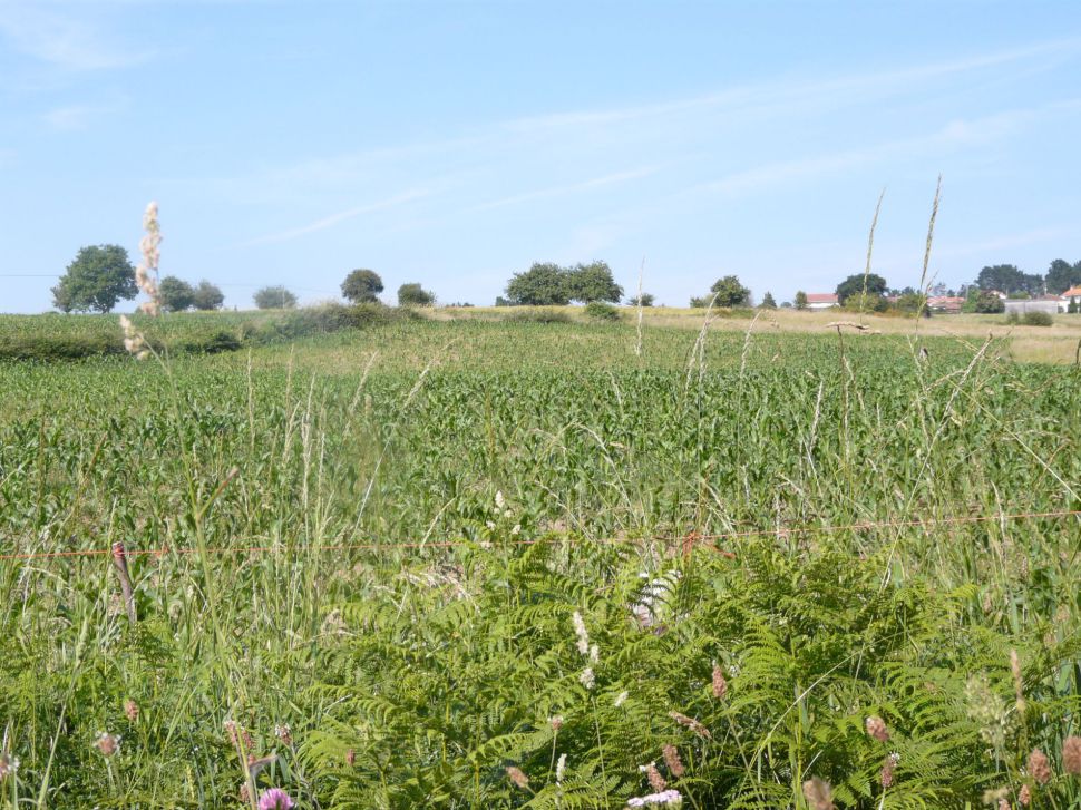campo