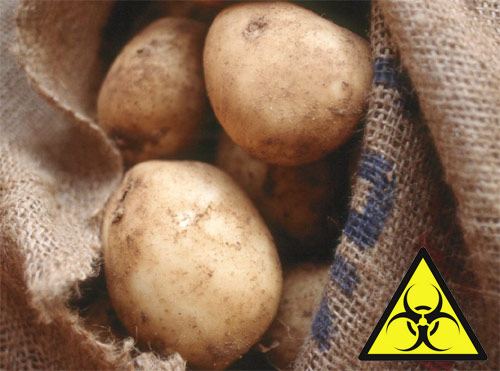pataca transxenica