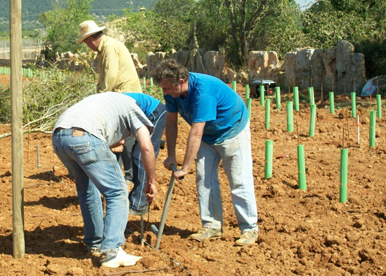 Plantación de viñedo