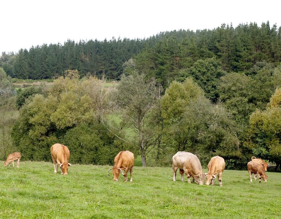 Rubia Galega
